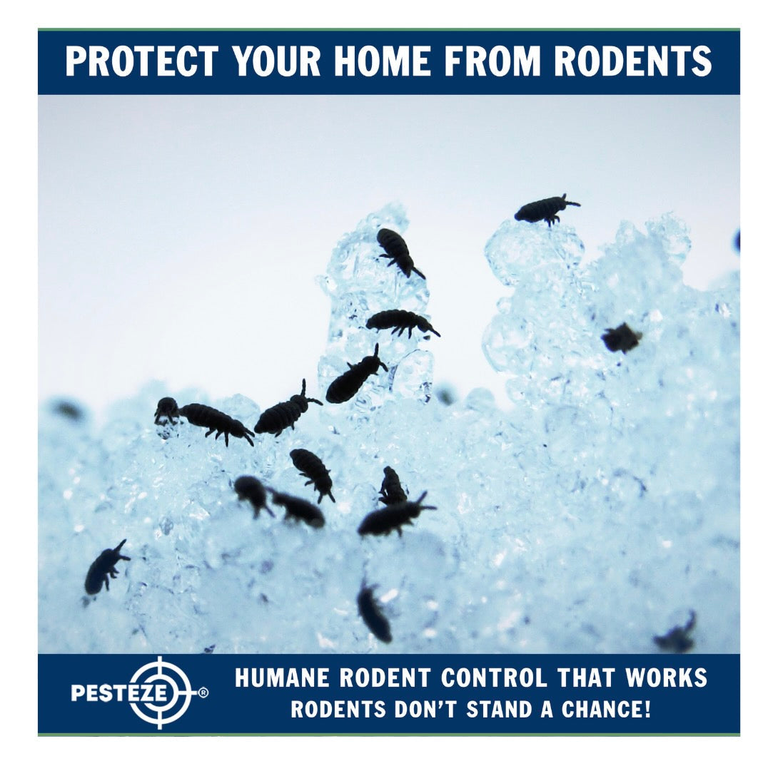 DO RODENTS CARRY FLEAS AND TICKS? THE HIDDEN DANGERS