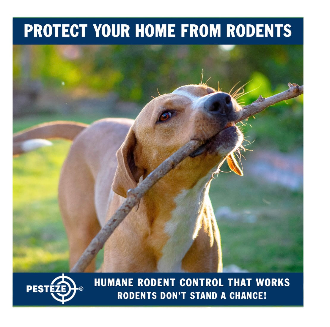 HOW TO KEEP PETS SAFE FROM RODENT-RELATED ILLNESSES