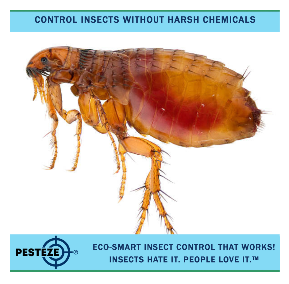 HOW TO PREVENT FLEAS IN CARPETS