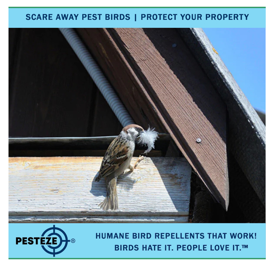 STOP BIRDS FROM ENTERING YOUR HOME WITH SIMPLE, HUMANE METHODS