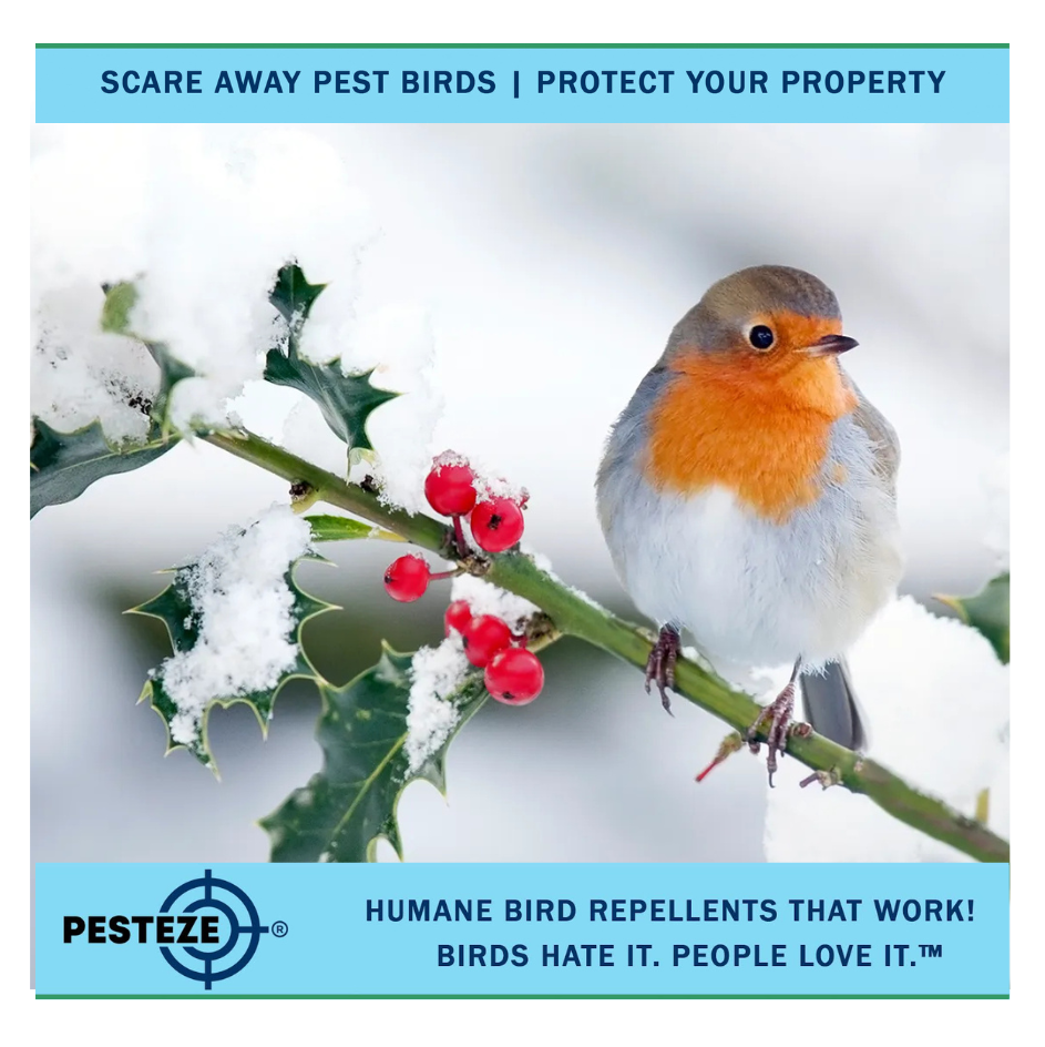HOW TO DETER BIRDS IN SNOWY CONDITIONS: PROTECT YOUR PROPERTY THIS WINTER