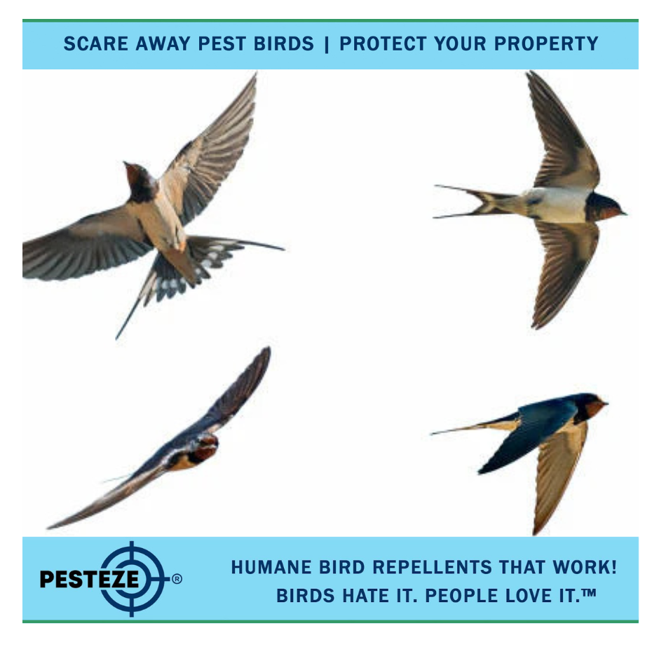 HOW TO DETER SWIFTS: SIMPLE AND HUMANE SOLUTIONS TO PROTECT YOUR PROPERTY