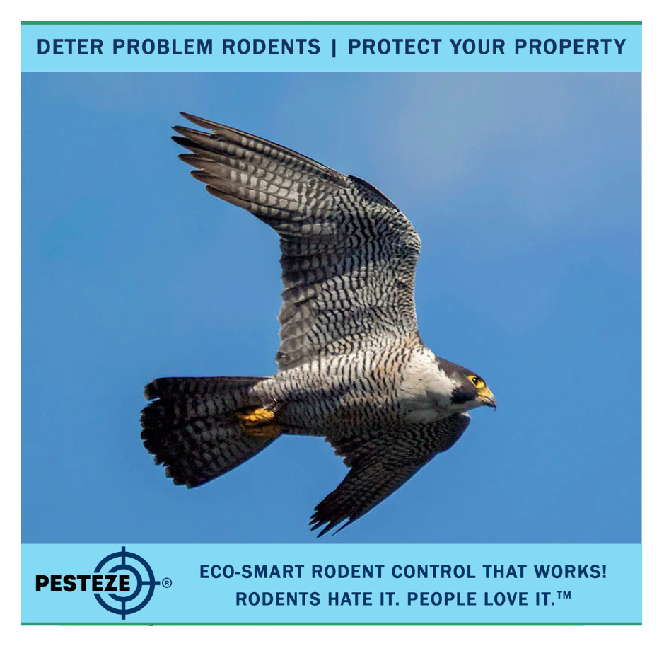 HOW TO DETER FALCONS: KEEP THESE RAPTORS AWAY FROM YOUR PROPERTY WITHOUT HARM