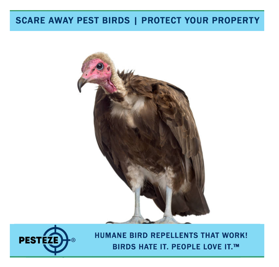 HOW TO DETER BUZZARDS: KEEP THESE LARGE BIRDS AWAY FROM YOUR PROPERTY!