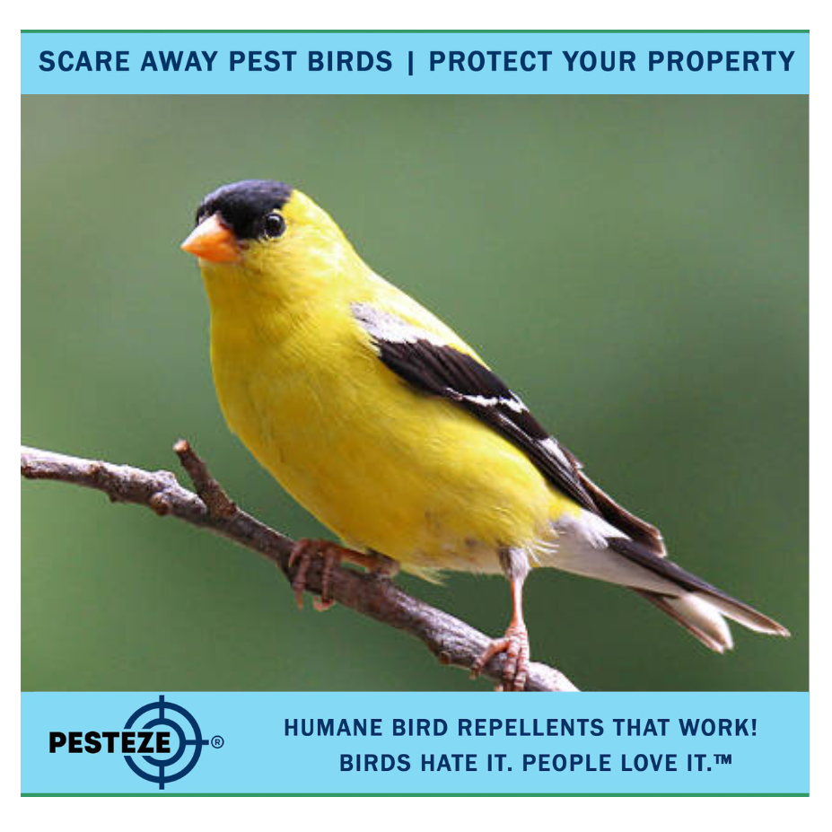 HOW TO DETER GOLDFINCHES: KEEP YOUR GARDEN SAFE FROM THESE COLORFUL VISITORS!