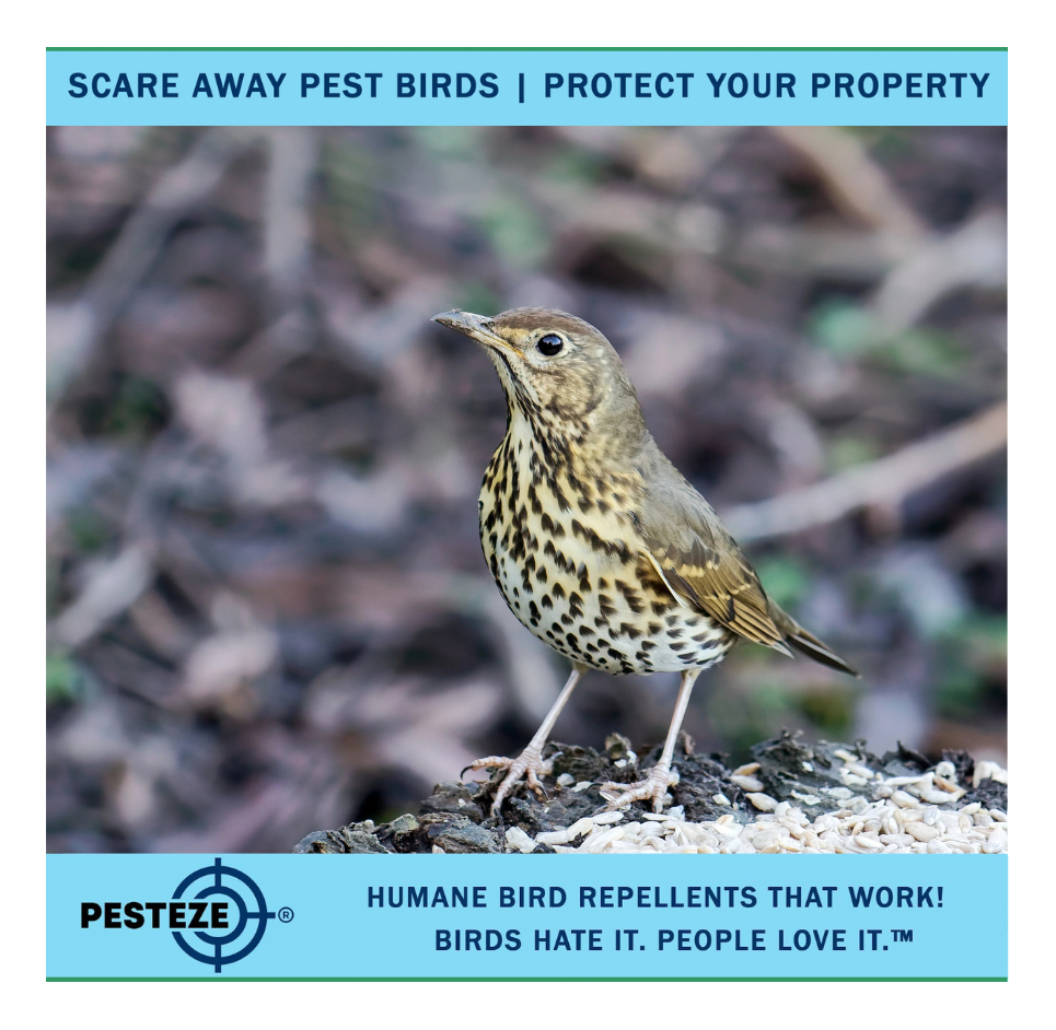 HOW TO DETER THRUSHES: PROTECT YOUR GARDEN AND FRUIT TREES!
