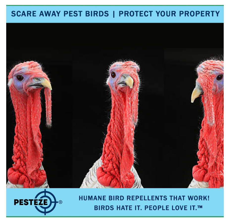 HOW TO DETER TURKEYS: KEEP YOUR GARDEN AND YARD SAFE!