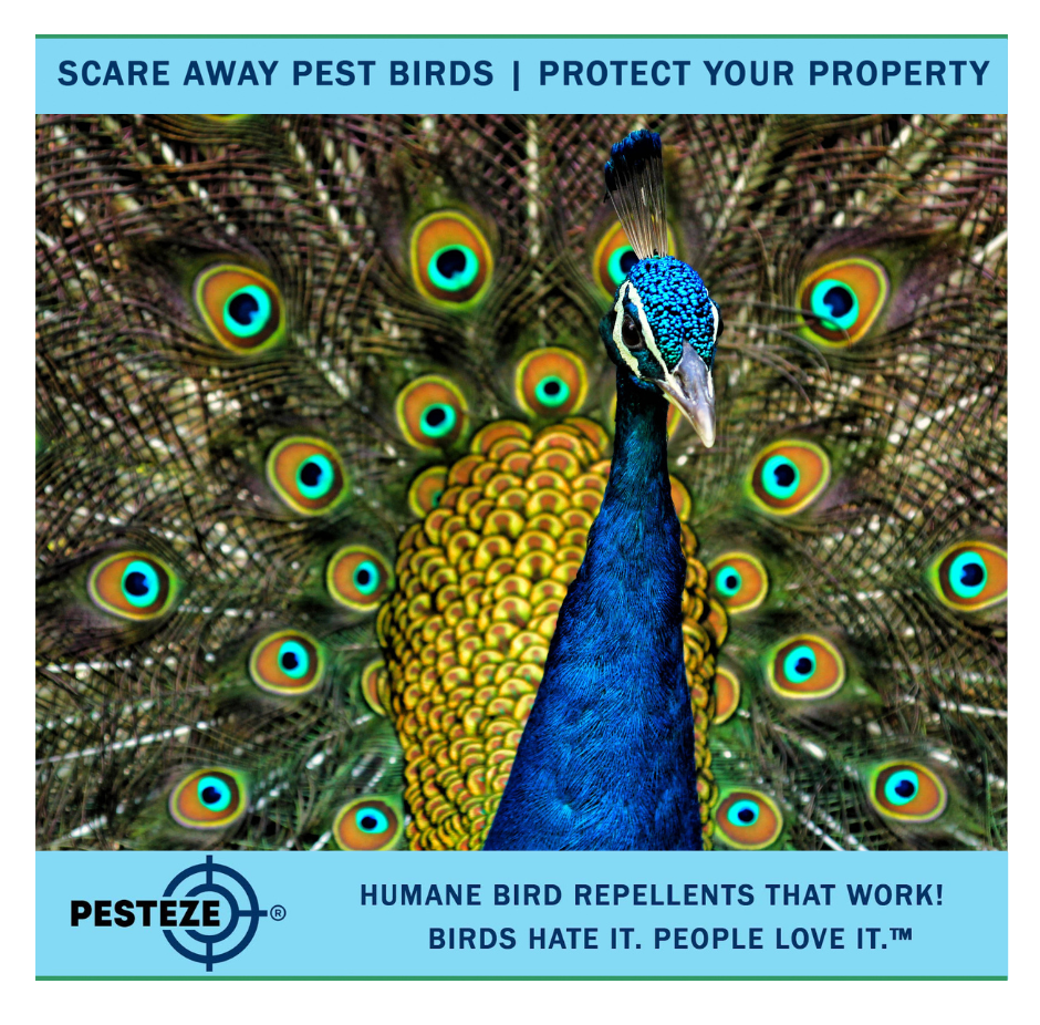 HOW TO DETER PEAFOWL: PROTECTING YOUR GARDENS AND LANDSCAPES!