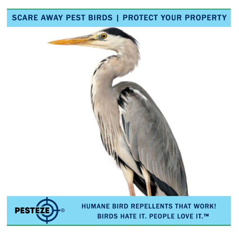 HOW TO DETER HERONS: PROTECTING YOUR PONDS AND FISH STOCK!