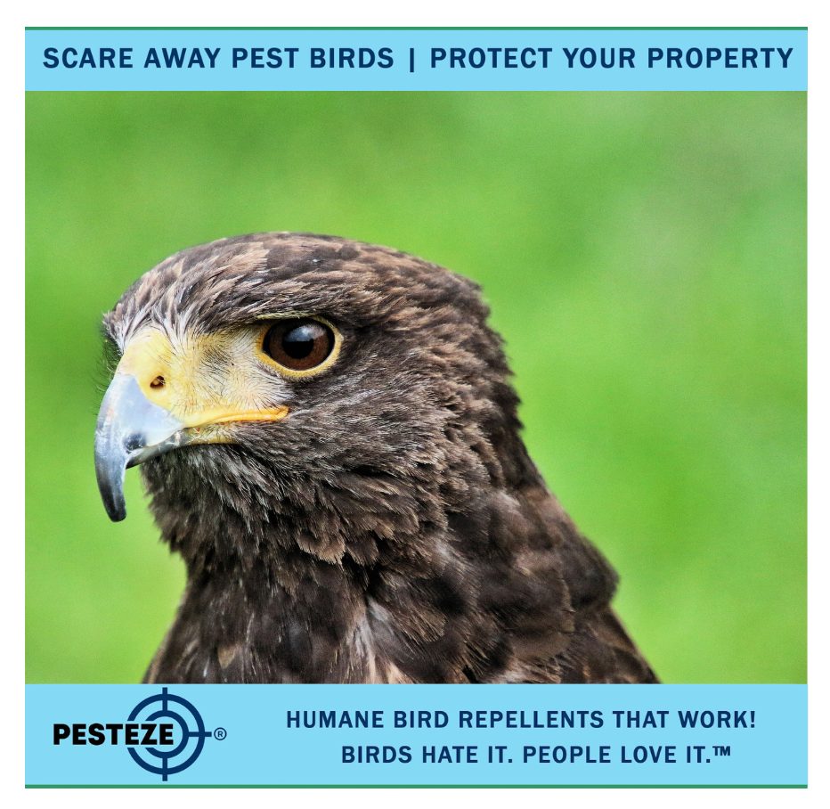 HOW TO DETER HAWKS: PROTECTING YOUR PETS AND PROPERTY!