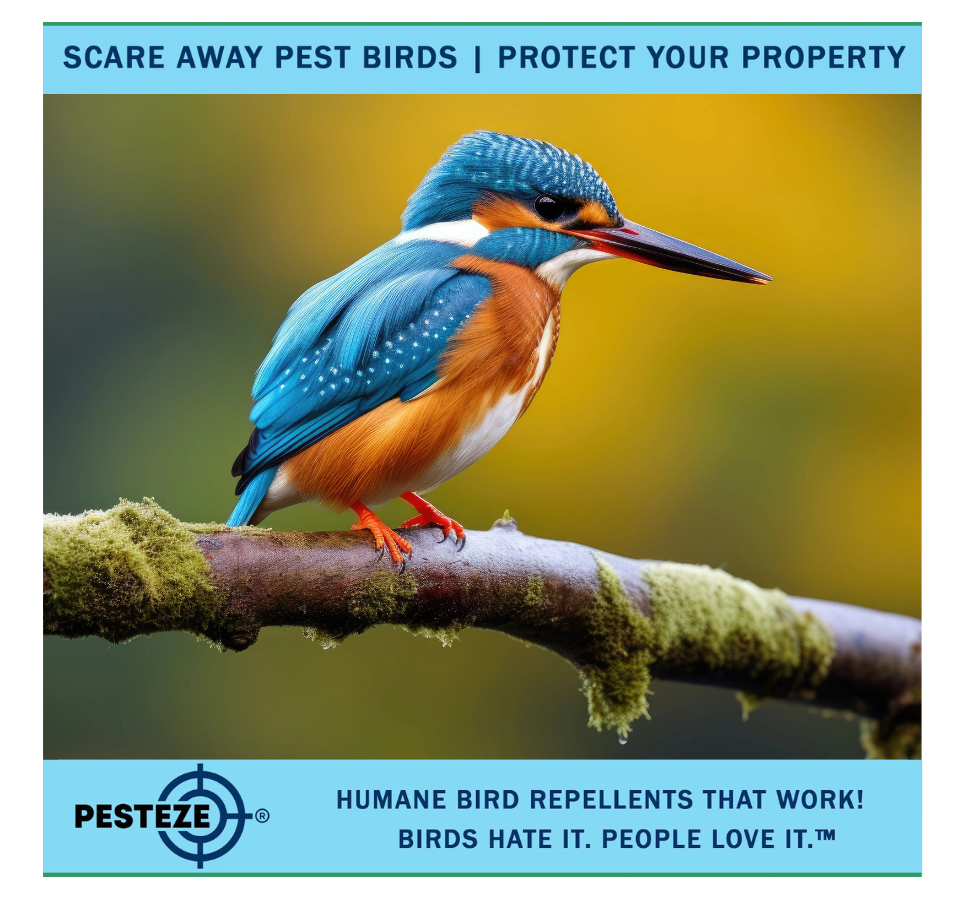 HOW TO DETER KINGFISHERS: PROTECTING YOUR FISH STOCK AND GARDEN!