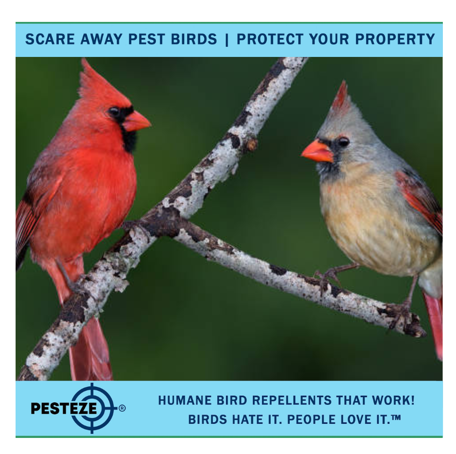 HOW TO DETER CARDINALS: PROTECTING YOUR GARDEN AND BIRD FEEDERS!