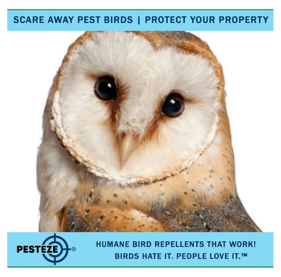 HOW TO DETER OWLS: PROTECT YOUR PROPERTY AND PETS!