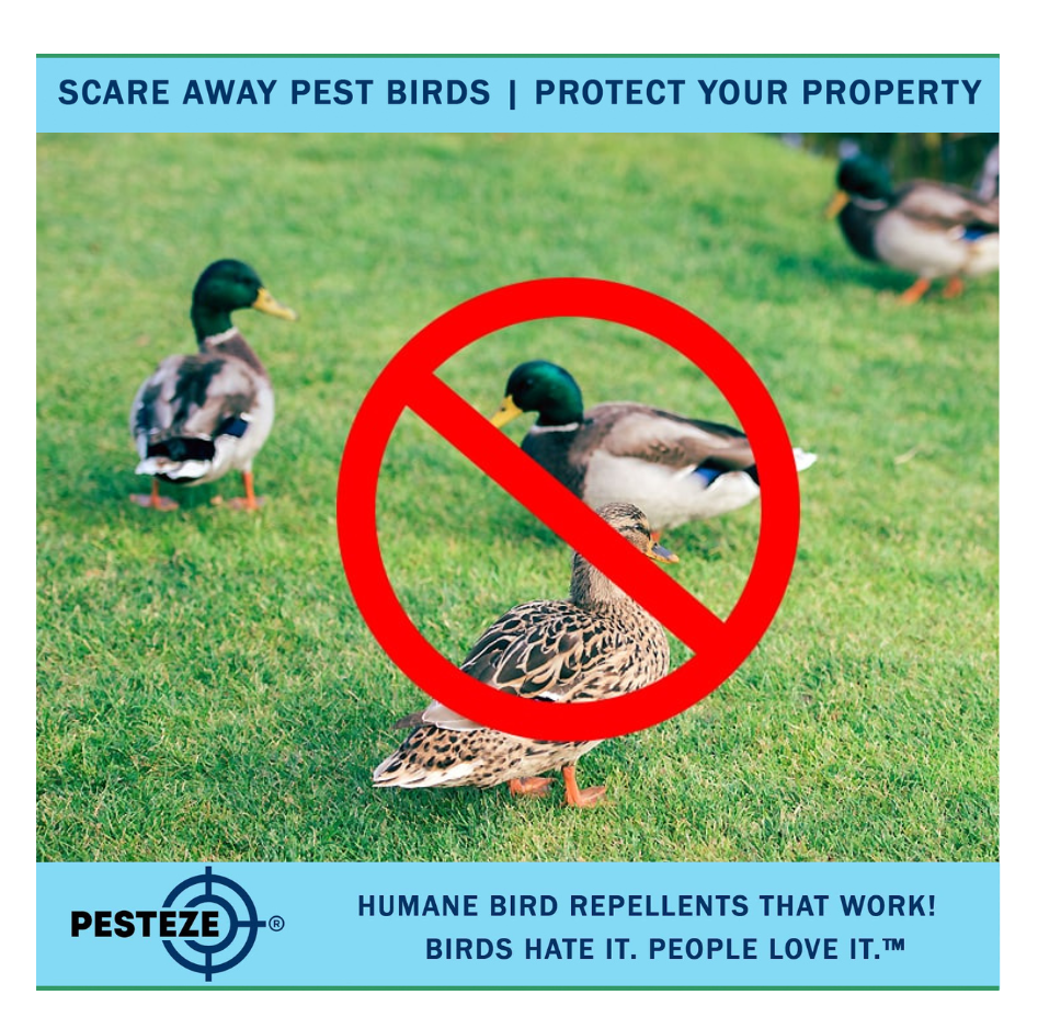HOW TO DETER DUCKS: HUMANE AND EFFECTIVE SOLUTIONS!
