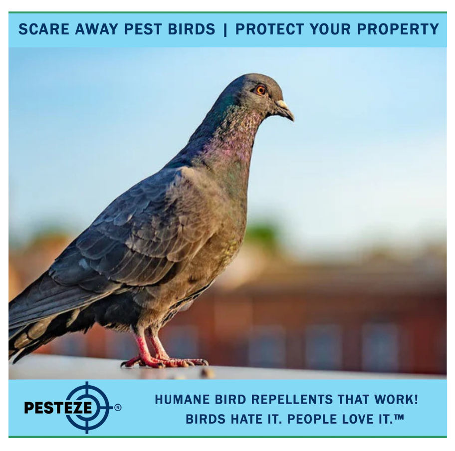 HOW TO DETER BIRDS FROM VENTURING INDOORS: KEEP YOUR SPACE BIRD-FREE!