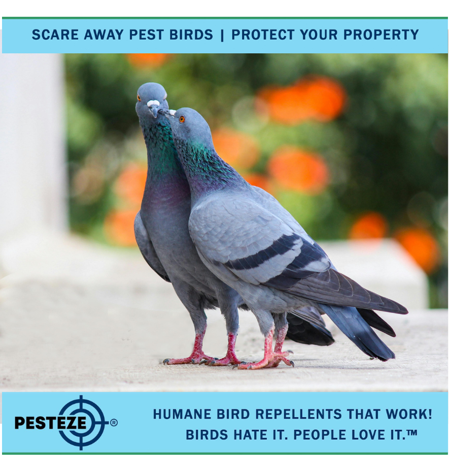 KEEP BIRDS AWAY FROM LOGGING CAMPS WITH EFFECTIVE SOLUTIONS