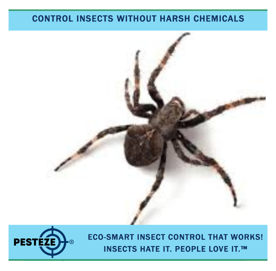 NATURAL REPELLENTS TO KEEP SPIDERS AWAY