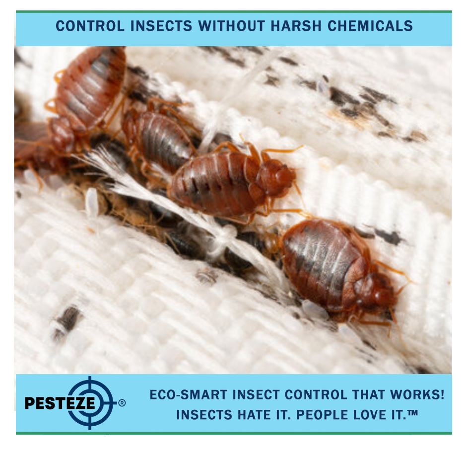 BEST PRACTICES FOR DETERRING BED BUGS IN HOTELS