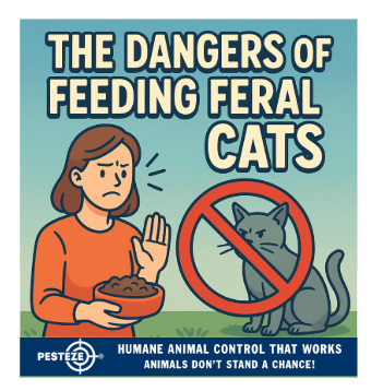 THE DANGERS OF FEEDING FERAL CATS
