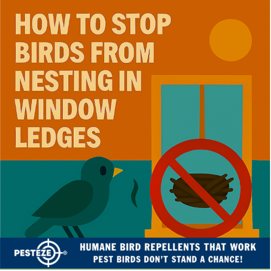 HOW TO STOP BIRDS FROM NESTING IN WINDOW LEDGES