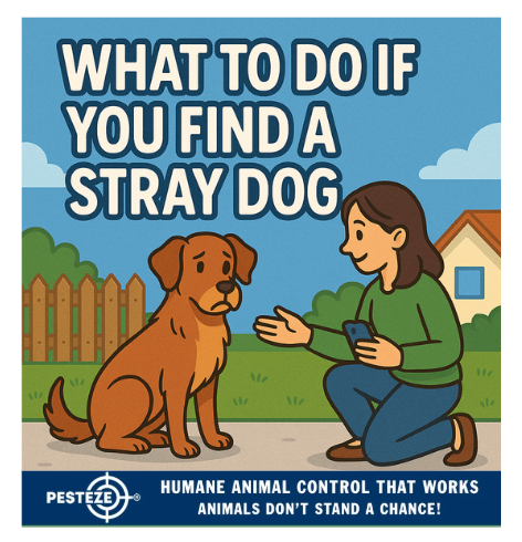 WHAT TO DO IF YOU FIND A STRAY DOG
