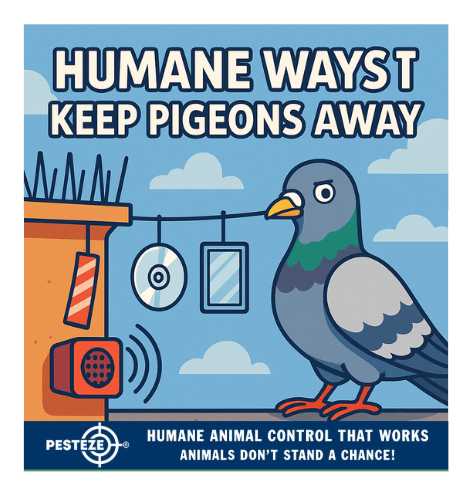 HUMANE WAYS TO KEEP PIGEONS AWAY