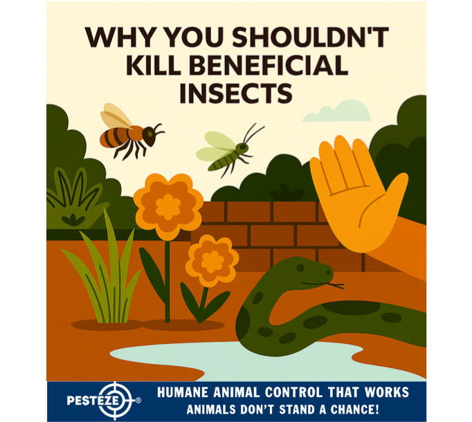 WHY YOU SHOULDN’T KILL BENEFICIAL INSECTS