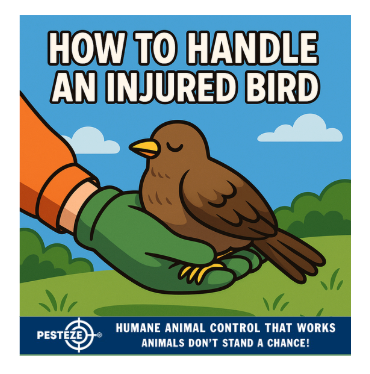 HOW TO HANDLE AN INJURED BIRD