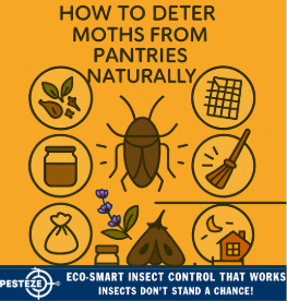 BEST WAYS TO DETER STINK BUGS FROM WINDOWS