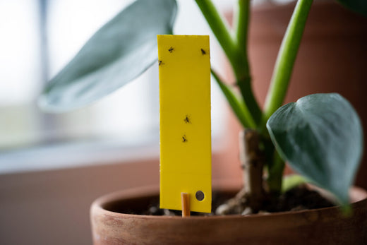 ELIMINATE GNATS AND RECLAIM YOUR INDOORS!