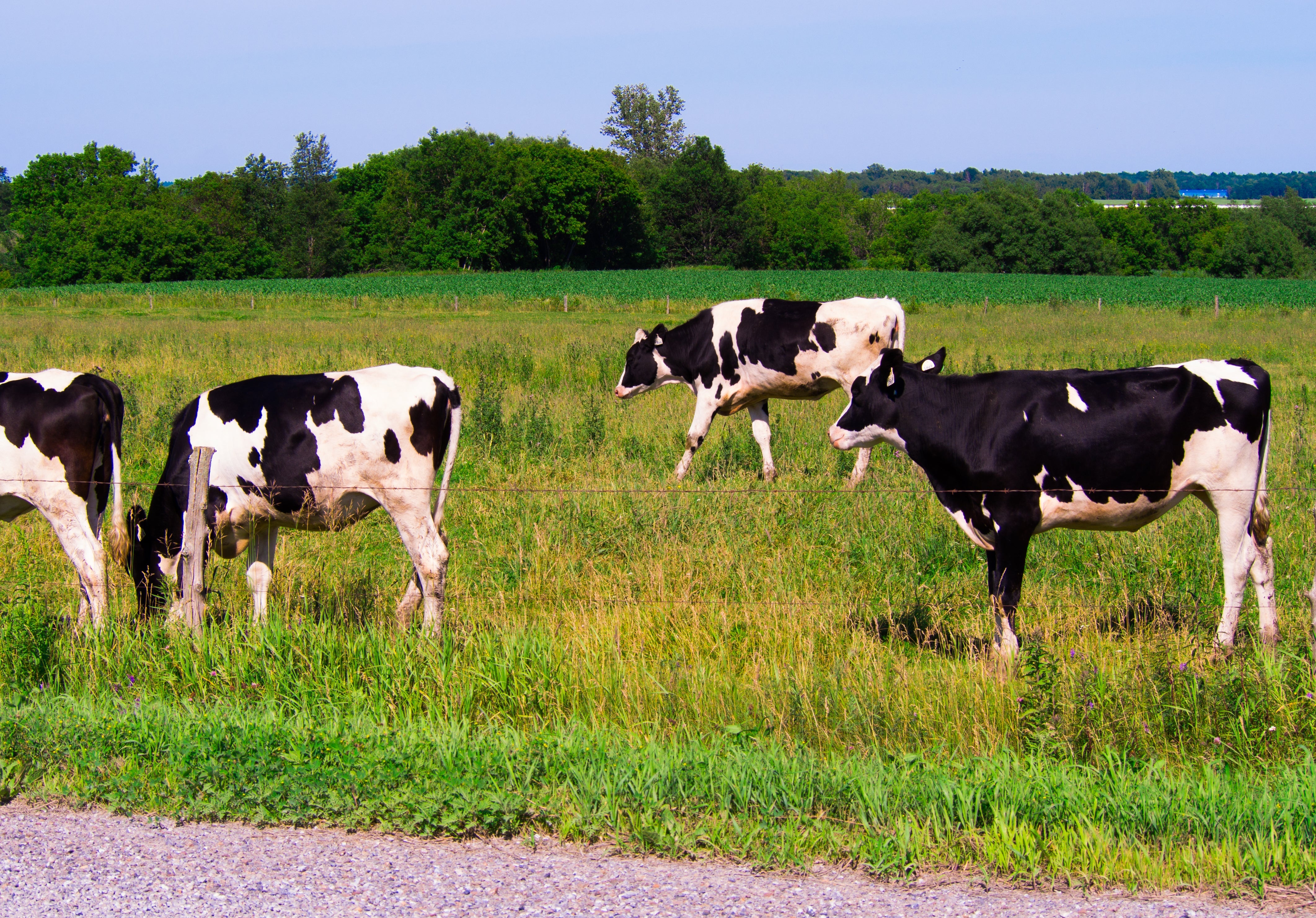 EFFECTIVE BIRD DETERRENTS FOR RURAL PROPERTIES: PROTECT YOUR LANDSCAPE AND CROPS!