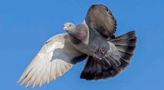 KEEP BIRDS AWAY FOR GOOD: LONG-TERM DETERRENCE STRATEGIES