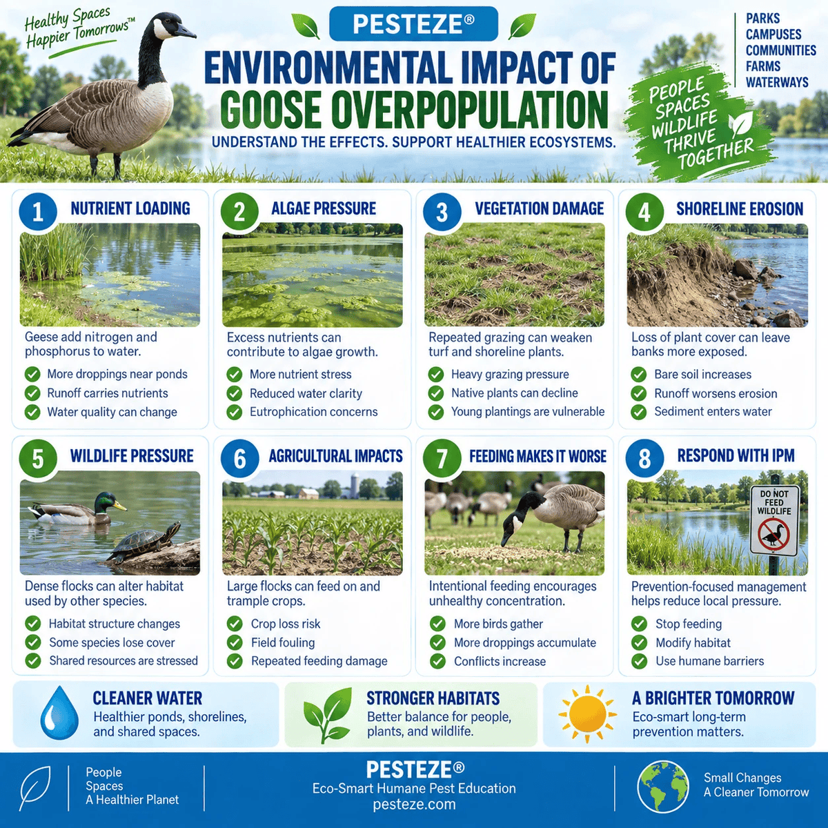 ENVIRONMENTAL IMPACT OF GOOSE OVERPOPULATION