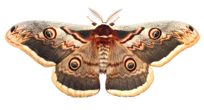 KEEP MOTHS OUT OF YOUR CLOSETS FOR GOOD