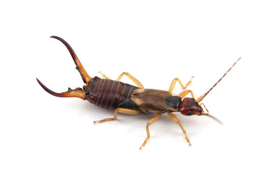 KEEP EARWIGS OUT OF YOUR GARDEN WITH SIMPLE STRATEGIES