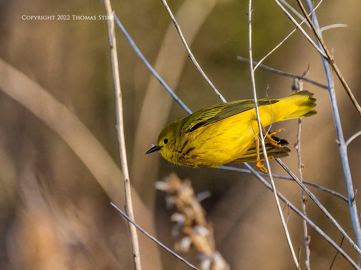 HOW TO DETER WARBLERS: PROTECT YOUR GARDEN FROM UNWANTED VISITORS