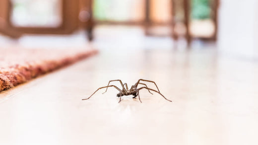 NATURAL REPELLENTS TO KEEP SPIDERS AWAY