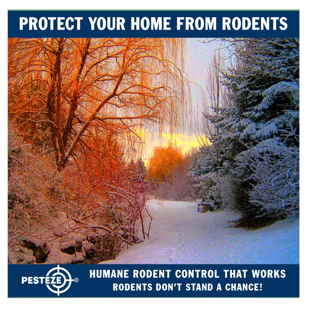 SEASONAL AND REGIONAL RODENT CONTROL: TAILORED STRATEGIES THAT WORK YEAR-ROUND