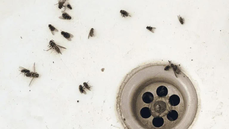 BANISH GNATS FROM YOUR BATHROOM FOREVER!