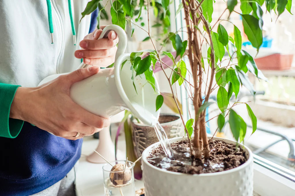 BANISH GNATS FROM YOUR POTTED PLANTS!