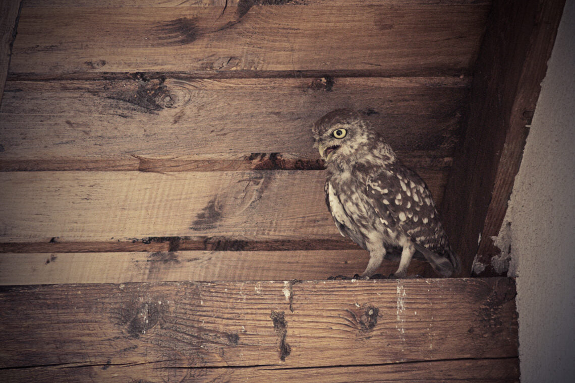 PREVENT BIRDS FROM GETTING STUCK IN BUILDINGS WITH SIMPLE, HUMANE SOLUTIONS!