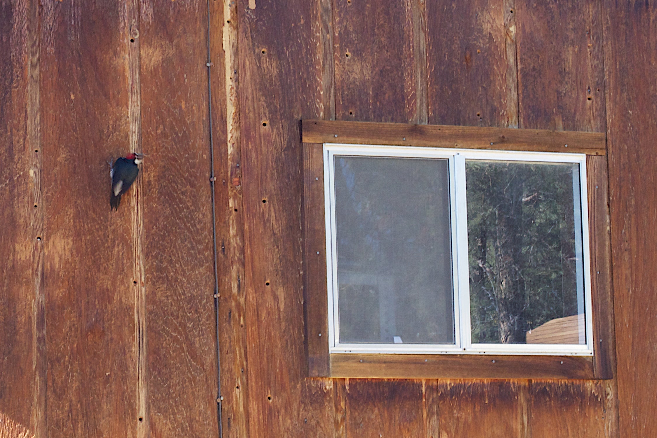 STOP BIRDS FROM PECKING AT YOUR SIDING WITH THESE EFFECTIVE SOLUTIONS!