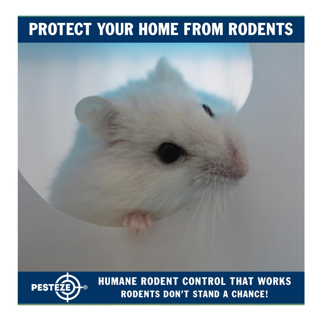 RODENT-PROOFING YOUR HOME LIKE A PRO: ADVANCED TECHNIQUES