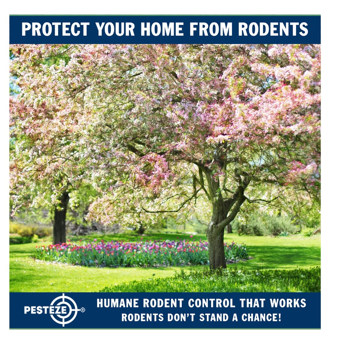 SPRING INTO ACTION: REMOVE HIDDEN RODENTS DURING YOUR CLEANING ROUTINE