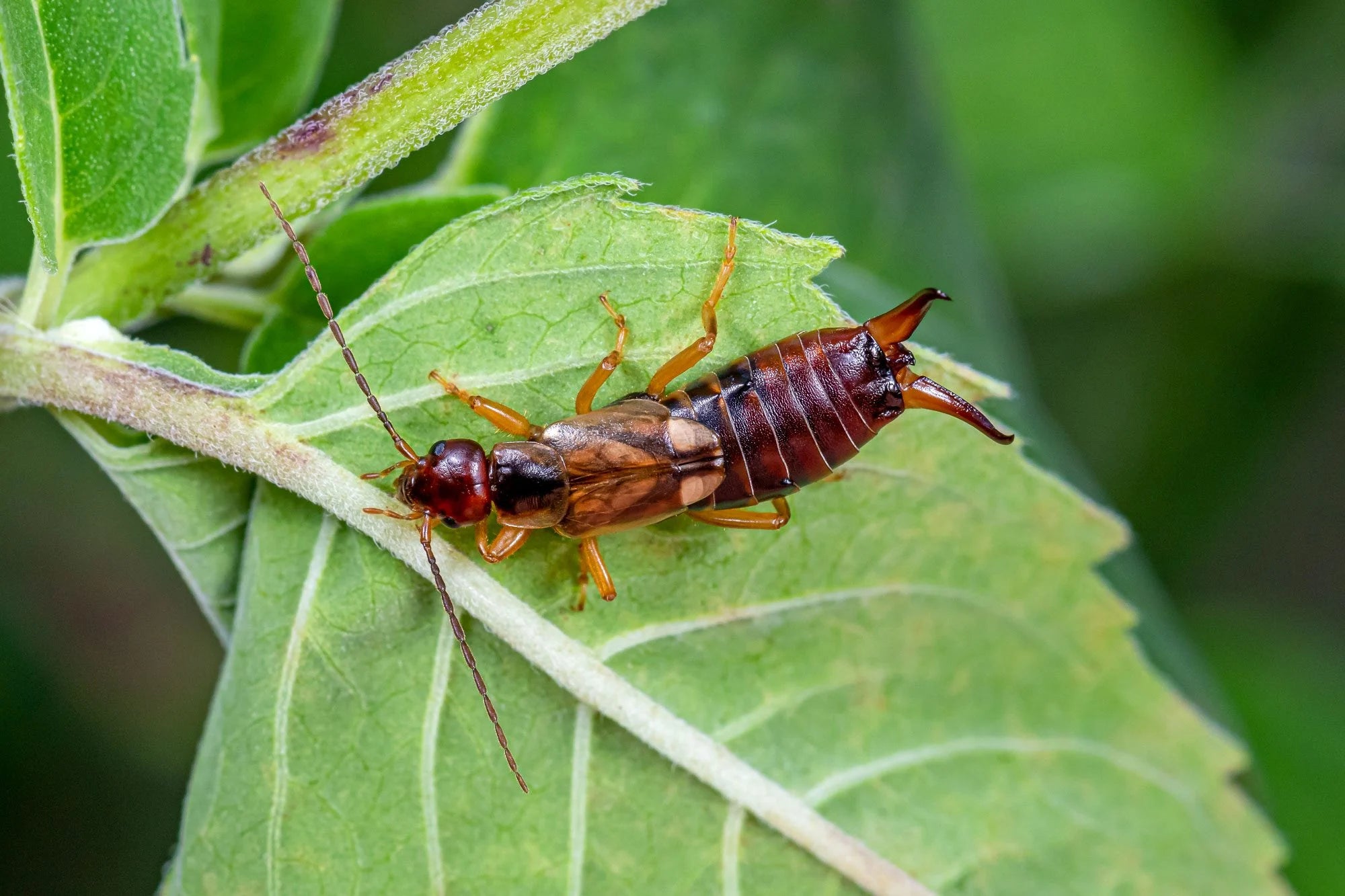 REPEL EARWIGS INDOORS WITH THE POWER OF NATURAL OILS