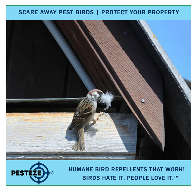 How to Deter Birds from Venturing Indoors: Effective and Humane Methods ...