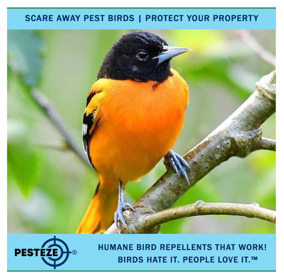 HOW TO DETER ORIOLES: KEEP YOUR PROPERTY SAFE FROM THESE COLORFUL BIRDS