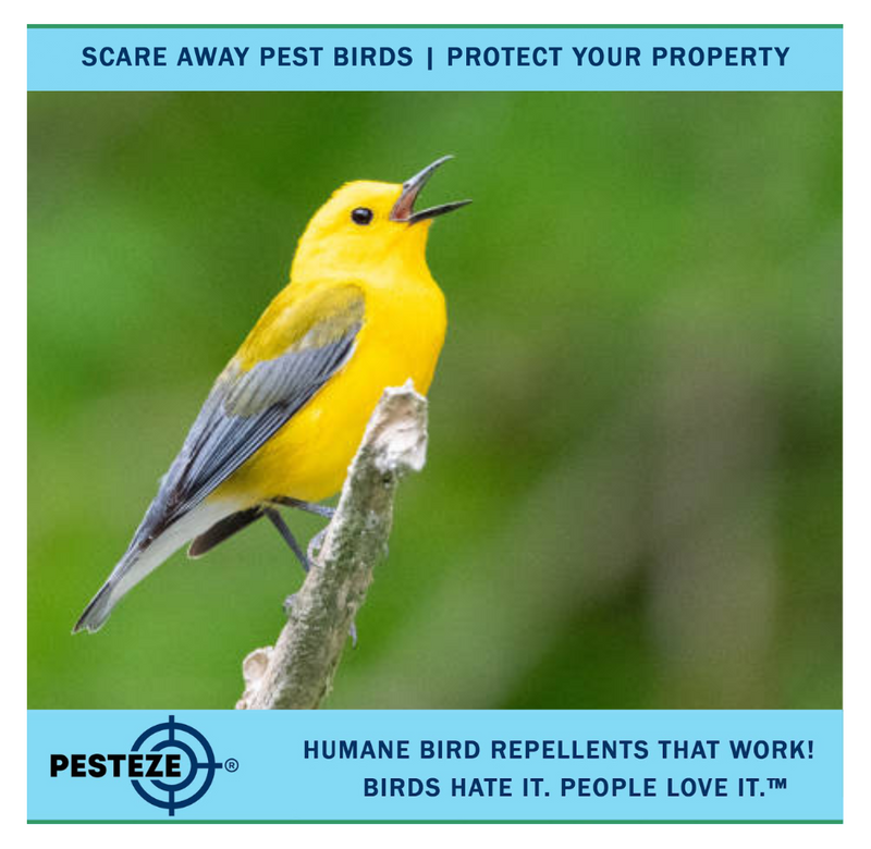 HOW TO DETER WARBLERS: PROTECT YOUR GARDEN FROM UNWANTED VISITORS
