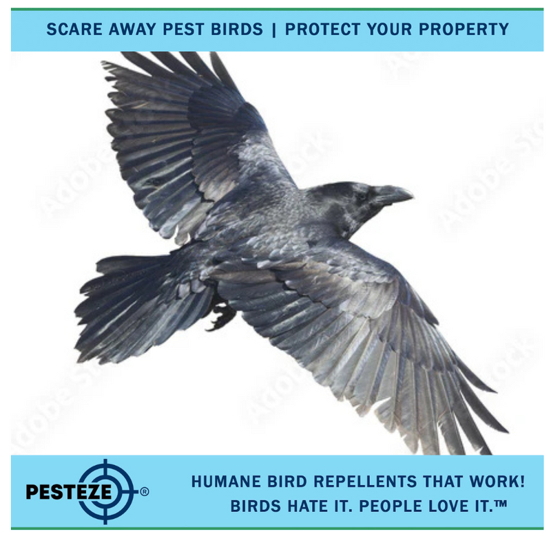 HOW TO DETER RAVENS: HUMANE SOLUTIONS FOR AVOIDING RAVEN DAMAGE