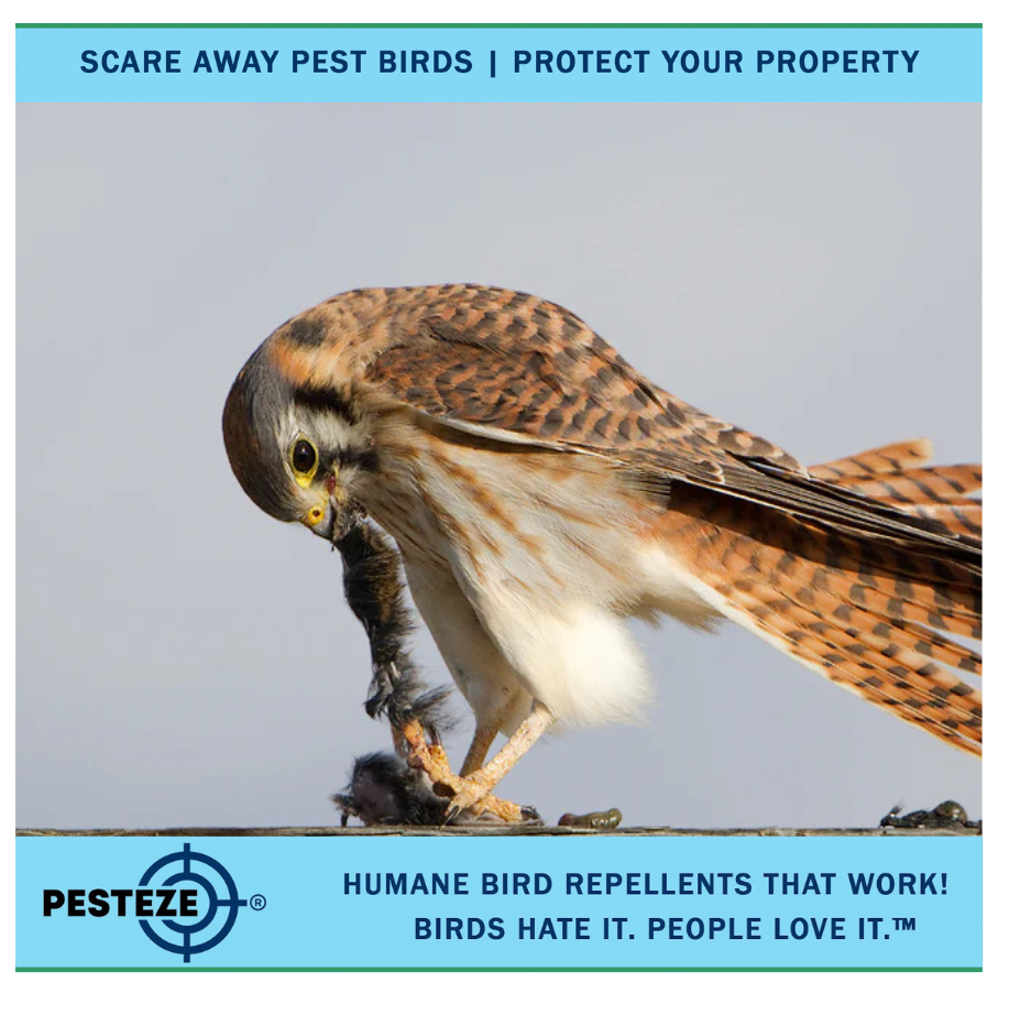 HOW TO DETER KESTRELS: HUMANE STRATEGIES TO PROTECT YOUR SPACE